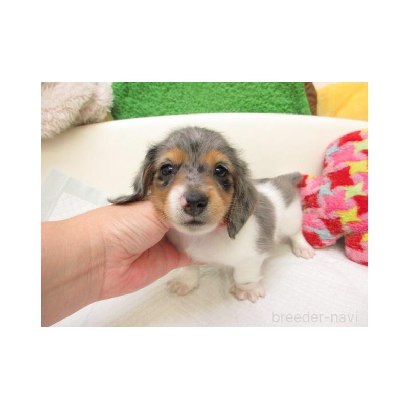 販売中の大阪府のミニチュアダックスフンド(ロングヘアード)-425571の1枚目