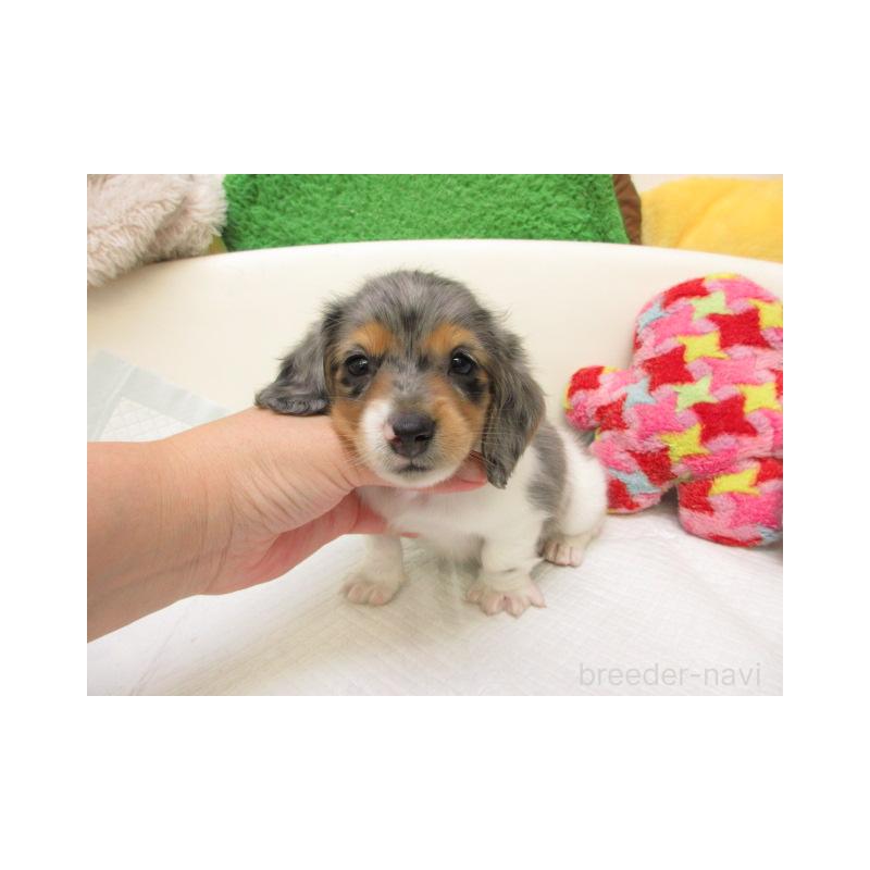 販売中の大阪府のミニチュアダックスフンド(ロングヘアード)-425571の2枚目