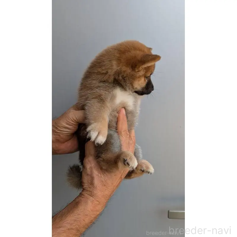 販売中の福岡県の豆柴-425572の2枚目