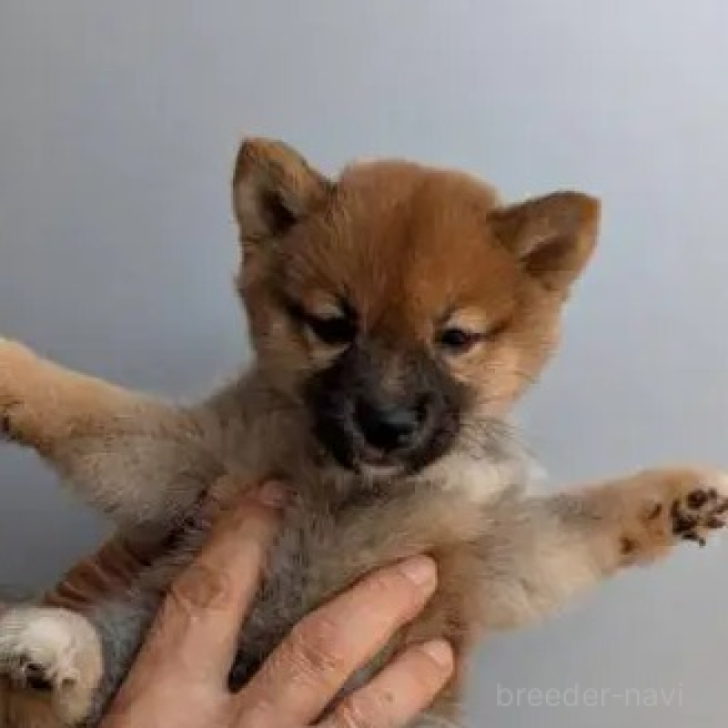 販売中の福岡県の豆柴-425572