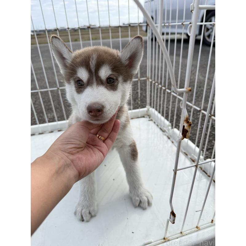 販売中の岐阜県のシベリアンハスキー-425573の3枚目