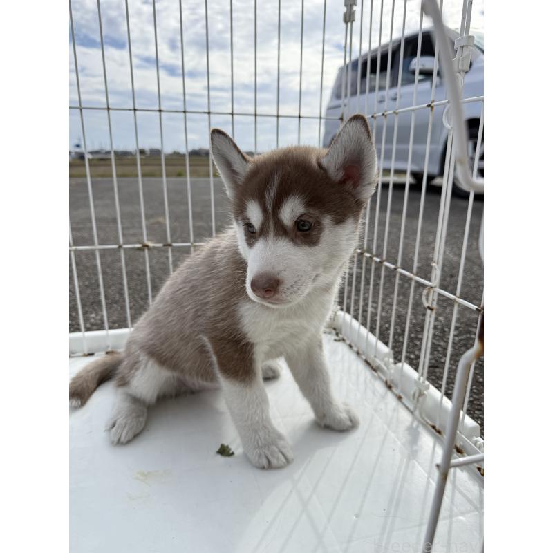 販売中の岐阜県のシベリアンハスキー-425573の2枚目