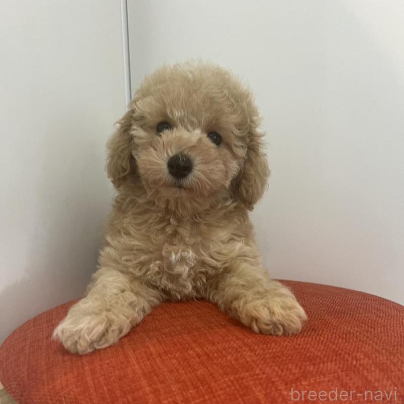 販売中の広島県のトイプードル-425575の3枚目