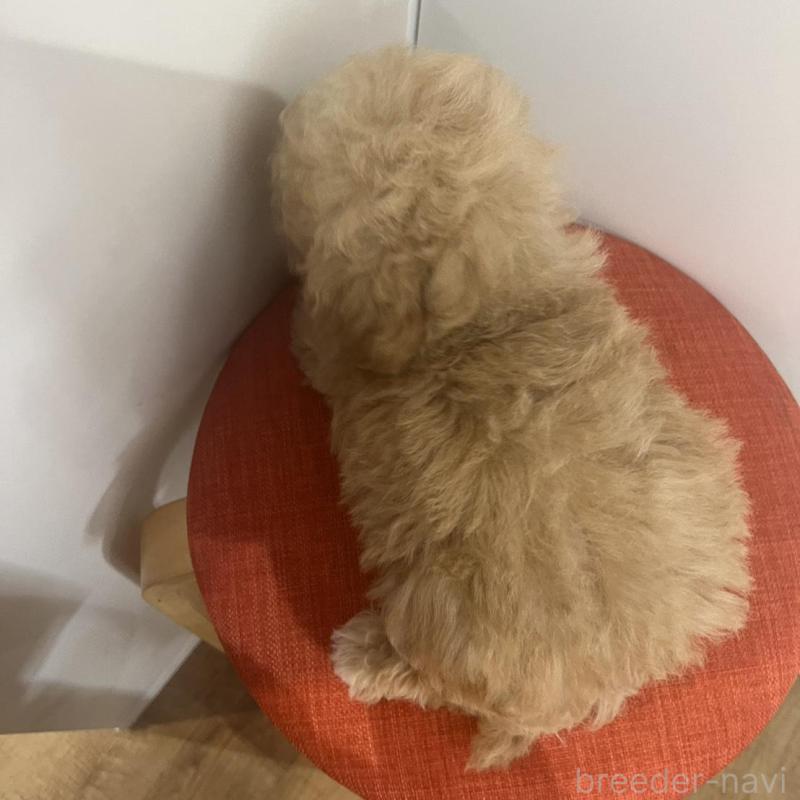 販売中の広島県のトイプードル-425575の2枚目