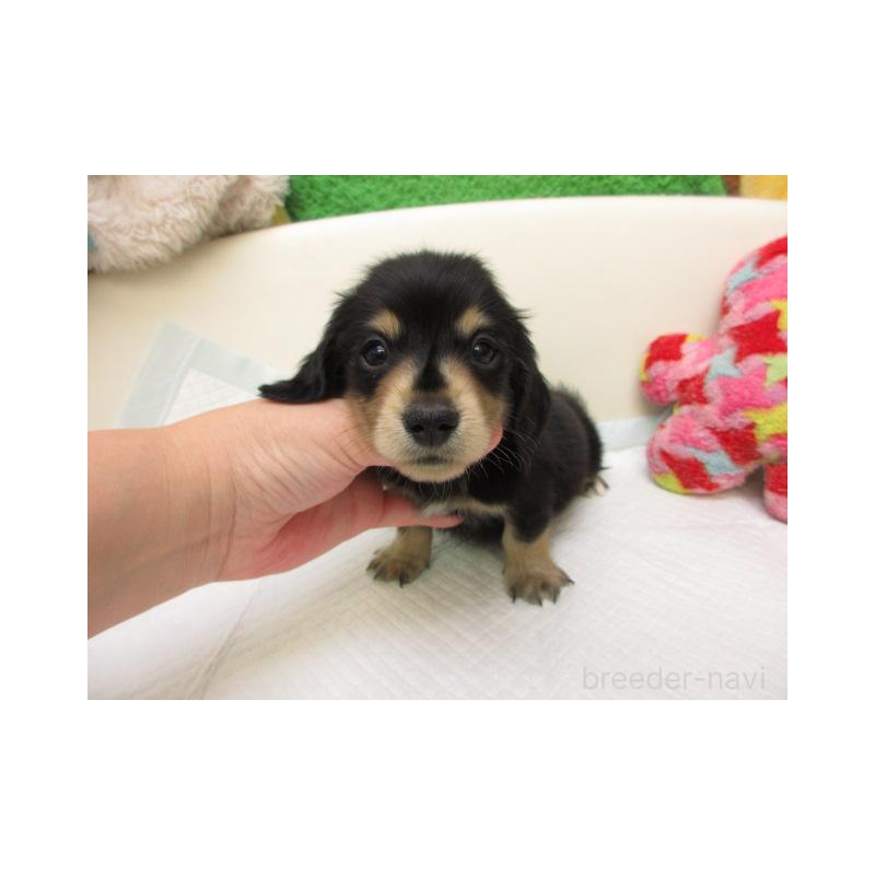 販売中の大阪府のミニチュアダックスフンド(ロングヘアード)-425574