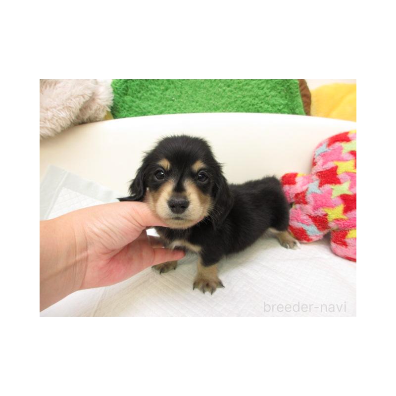 販売中の大阪府のミニチュアダックスフンド(ロングヘアード)-425574の2枚目