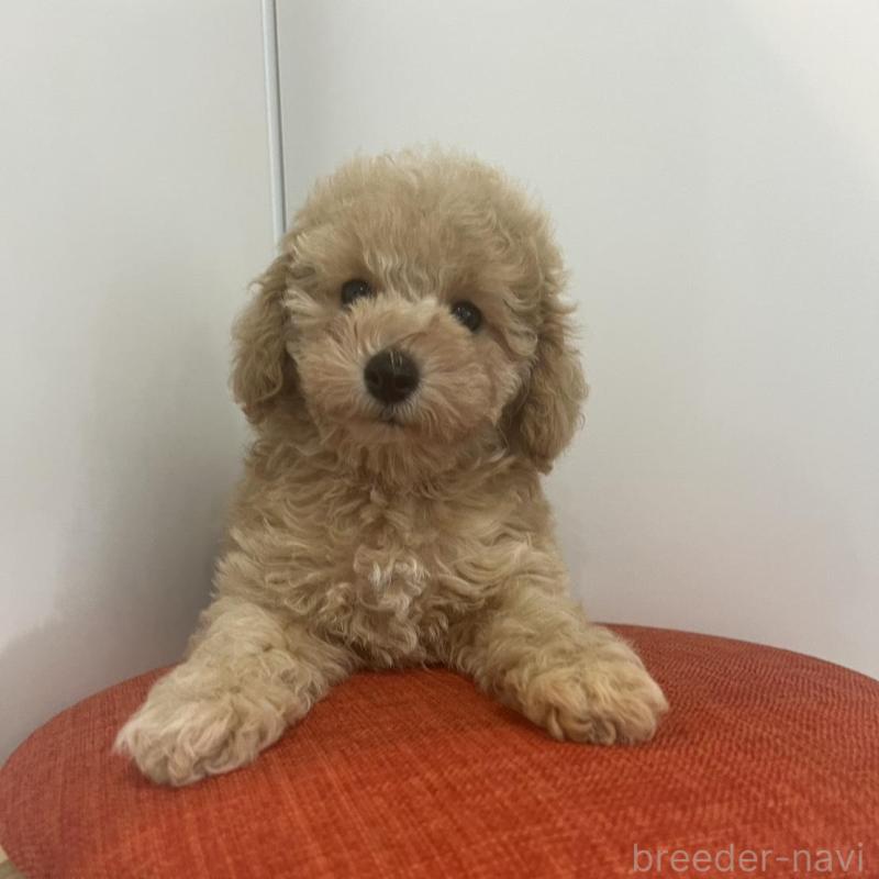 販売中の広島県のトイプードル-425575の1枚目