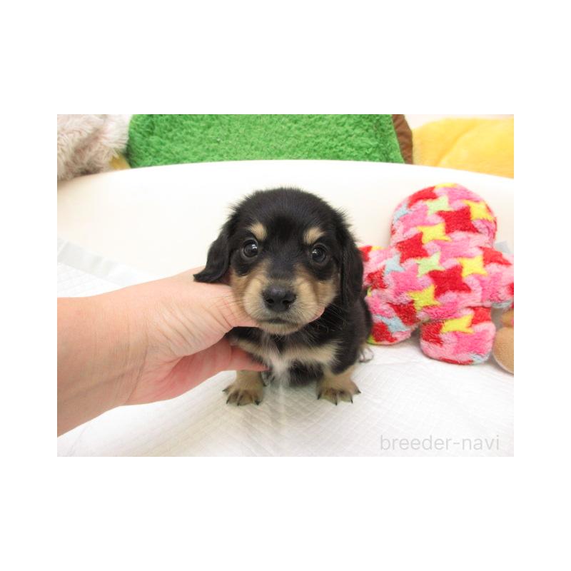 販売中の大阪府のミニチュアダックスフンド(ロングヘアード)-425576