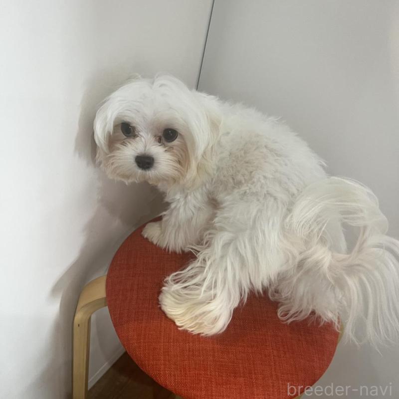 販売中の広島県のマルチーズ-425578の2枚目