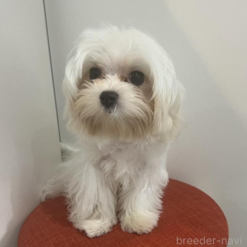 販売中の広島県のマルチーズ-425578の1枚目