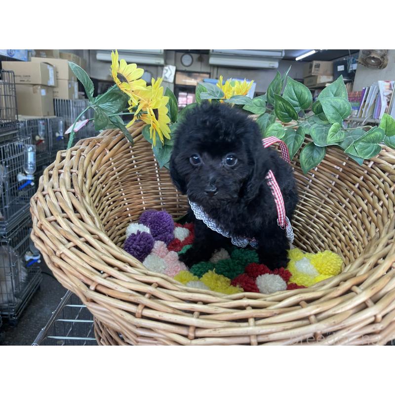 販売中の愛媛県のタイニープードル-425584の6枚目