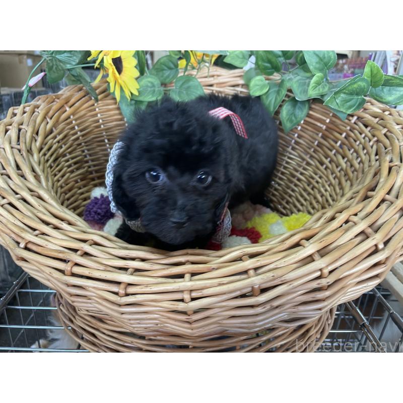 販売中の愛媛県のタイニープードル-425584の5枚目