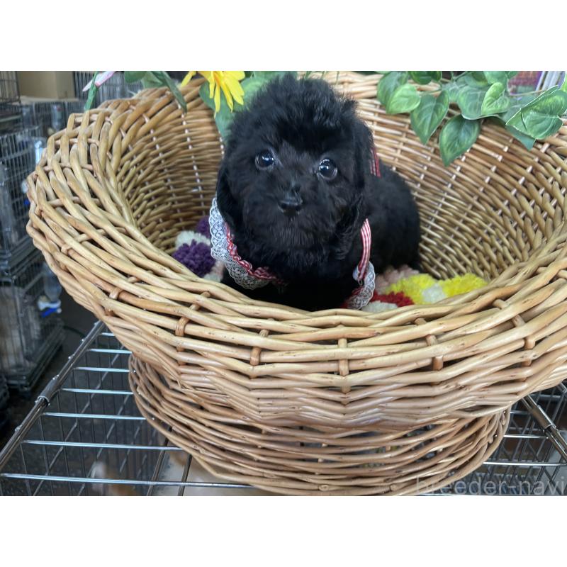 販売中の愛媛県のタイニープードル-425584の4枚目