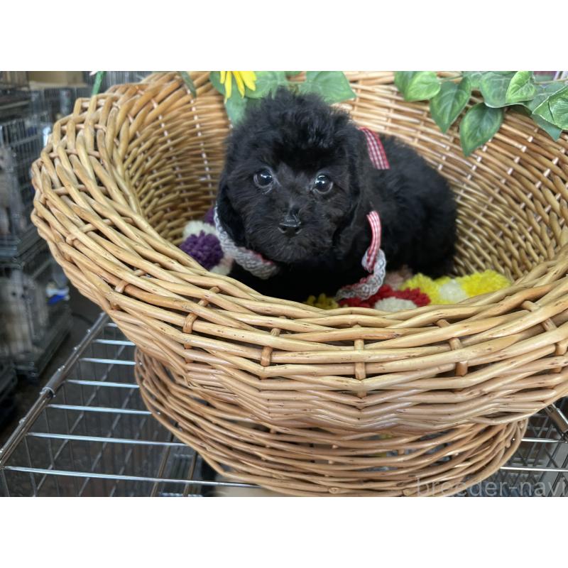 販売中の愛媛県のタイニープードル-425584の3枚目