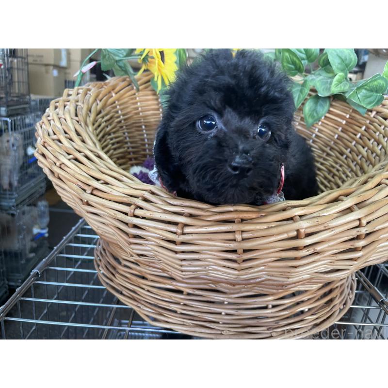 販売中の愛媛県のタイニープードル-425584の2枚目