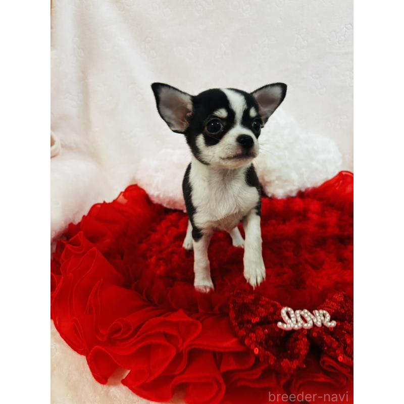 販売中の千葉県のチワワ(スムースコート)-425579の1枚目