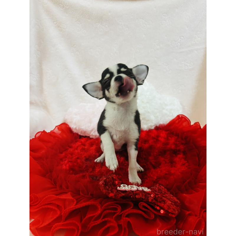 販売中の千葉県のチワワ(スムースコート)-425579の4枚目