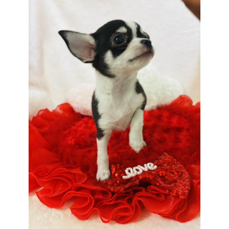 販売中の千葉県のチワワ(スムースコート)-425579の3枚目