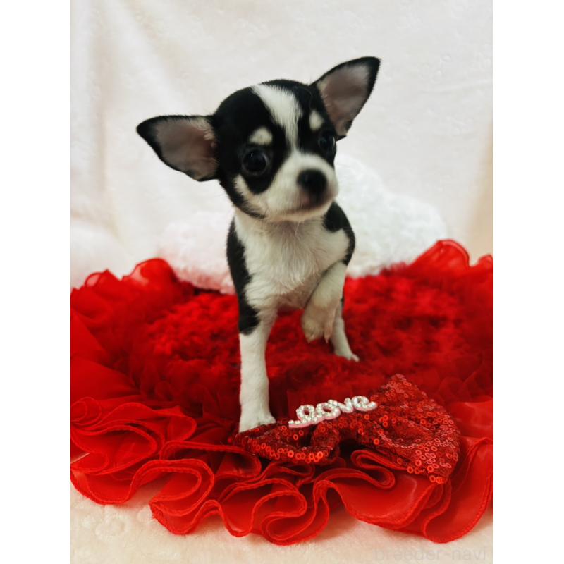 販売中の千葉県のチワワ(スムースコート)-425579の2枚目