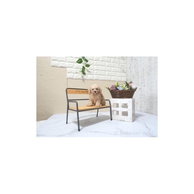 販売中の滋賀県のタイニープードル-425581の3枚目