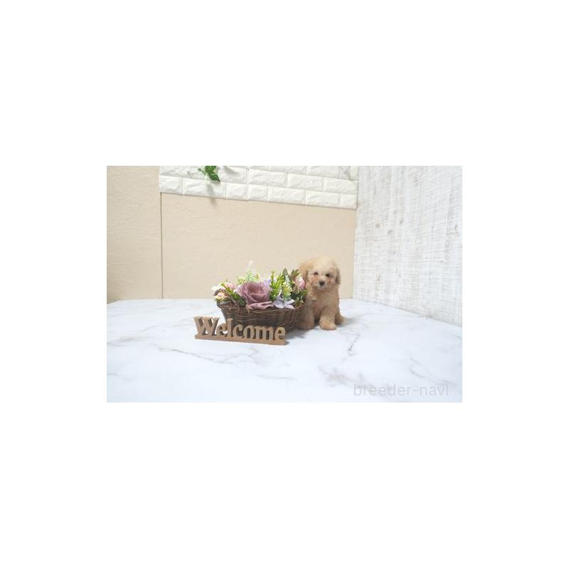 販売中の滋賀県のタイニープードル-425581の2枚目