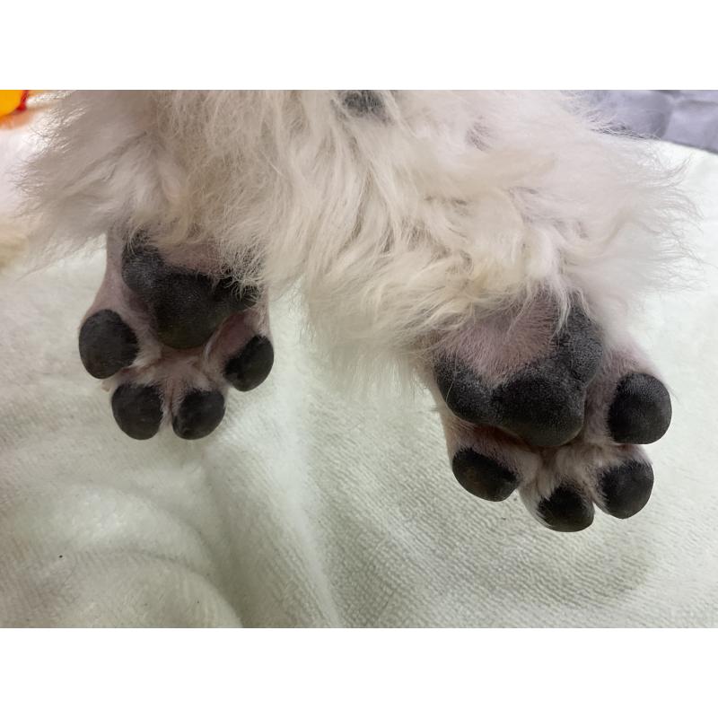 販売中の三重県のスタンダードプードル-411446の2枚目