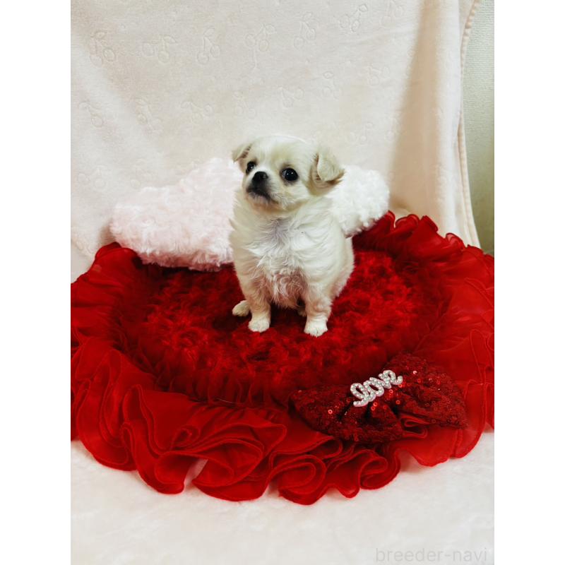 販売中の千葉県のチワワ(ロングコート)-425580の6枚目