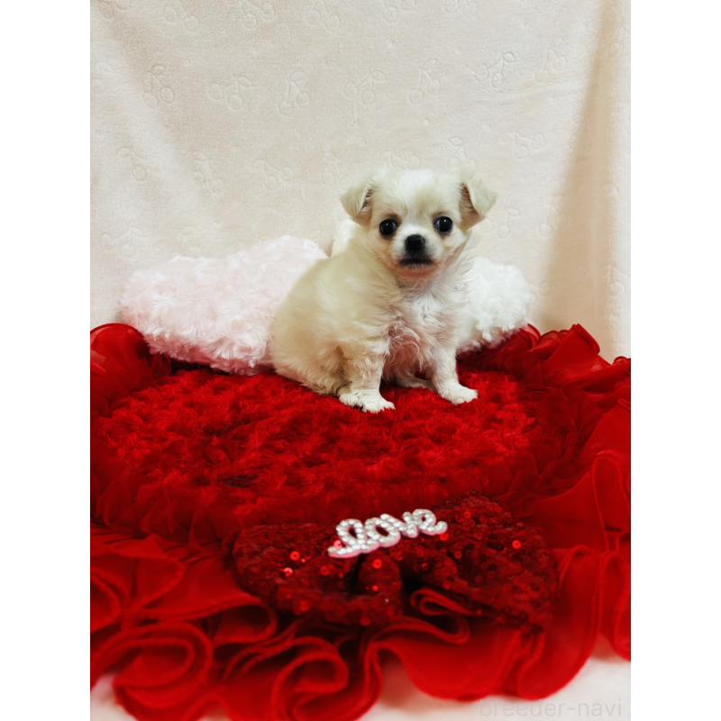 販売中の千葉県のチワワ(ロングコート)-425580の5枚目