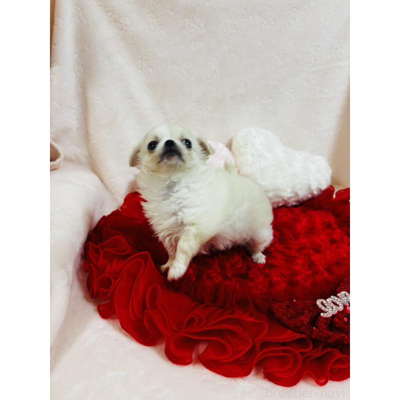 販売中の千葉県のチワワ(ロングコート)-425580の3枚目