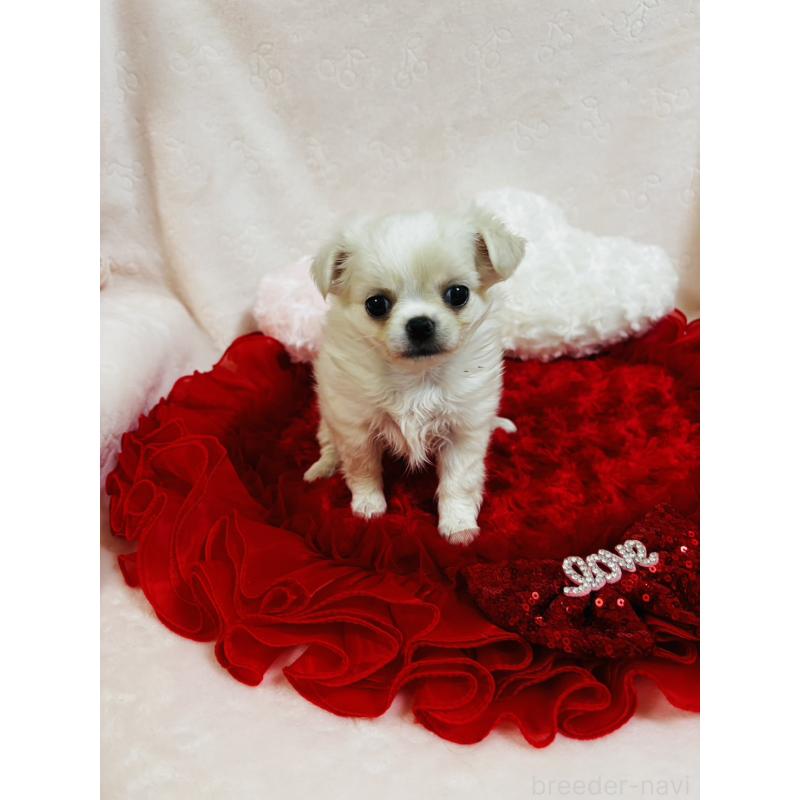 販売中の千葉県のチワワ(ロングコート)-425580の4枚目