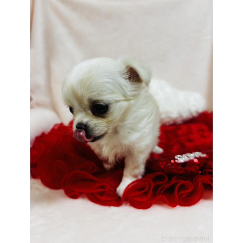 販売中の千葉県のチワワ(ロングコート)-425580の2枚目