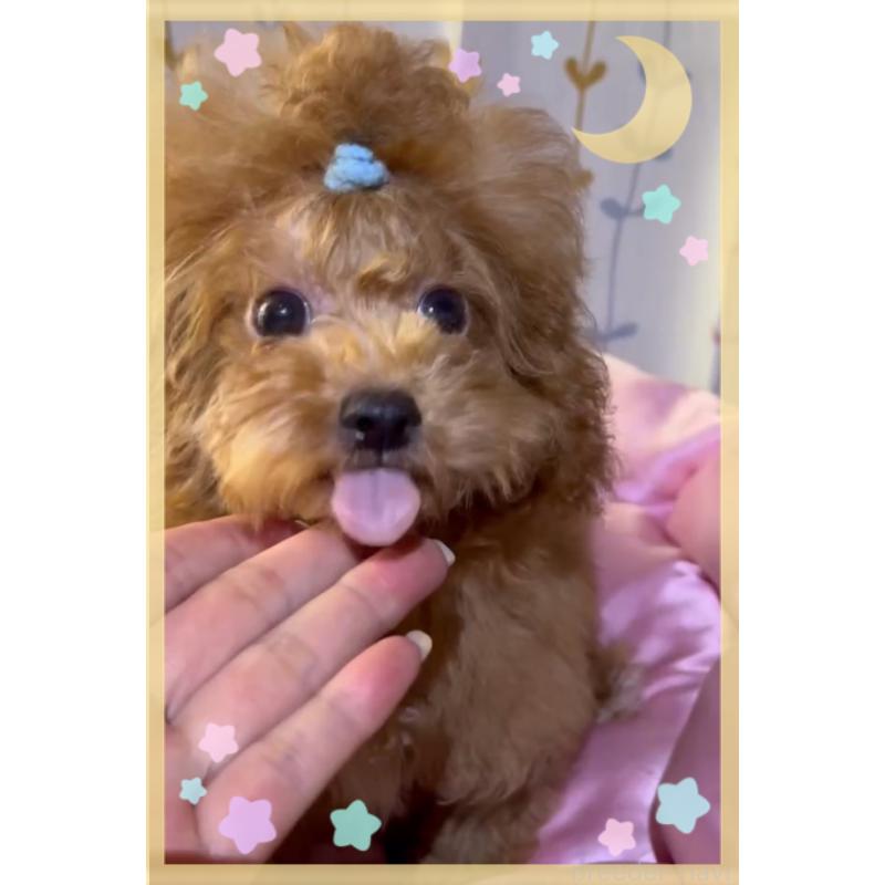 販売中の東京都のトイプードル-407023の14枚目