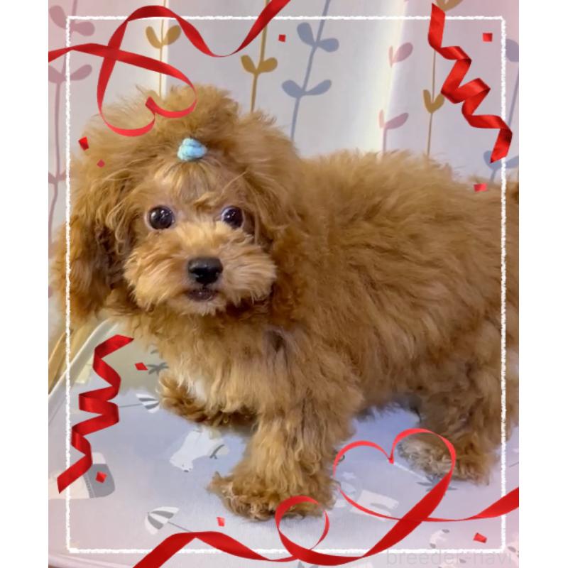 販売中の東京都のトイプードル-407023の13枚目