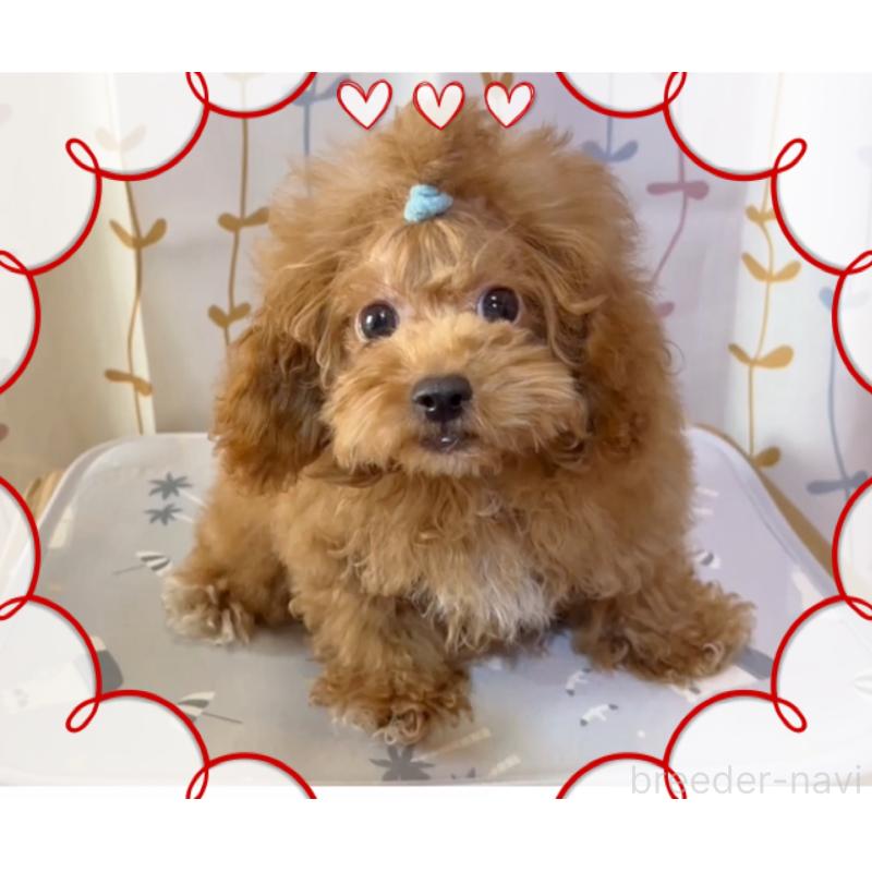 販売中の東京都のトイプードル-407023の12枚目