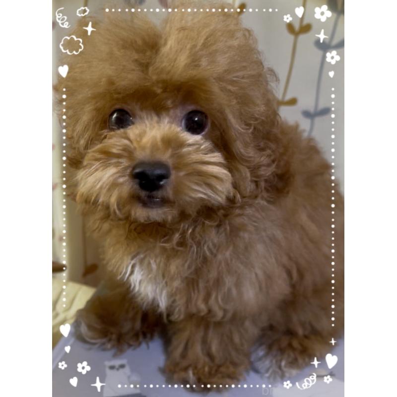 販売中の東京都のトイプードル-407023の11枚目