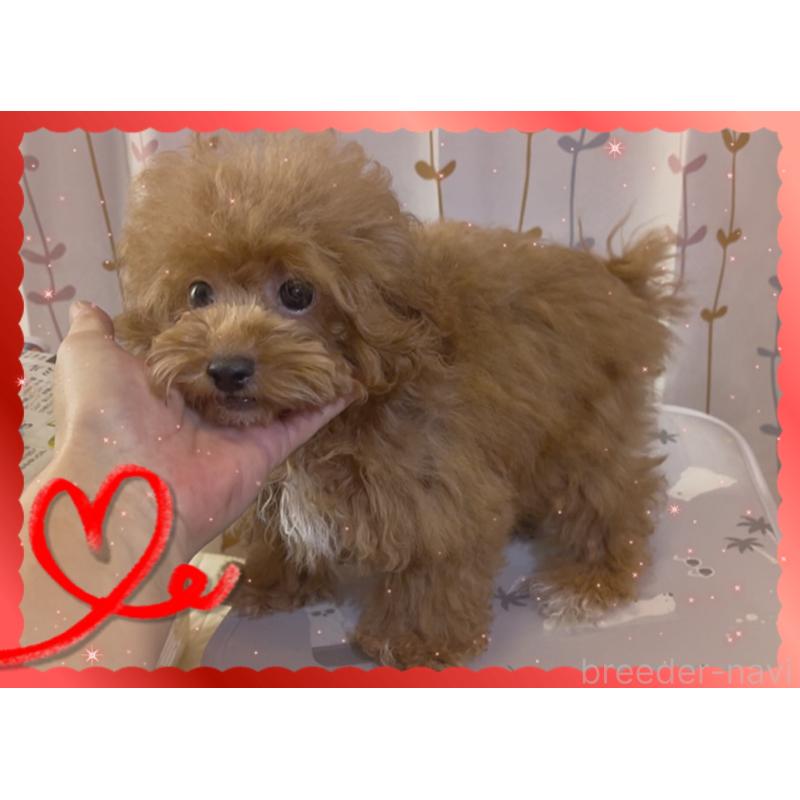 販売中の東京都のトイプードル-407023の10枚目