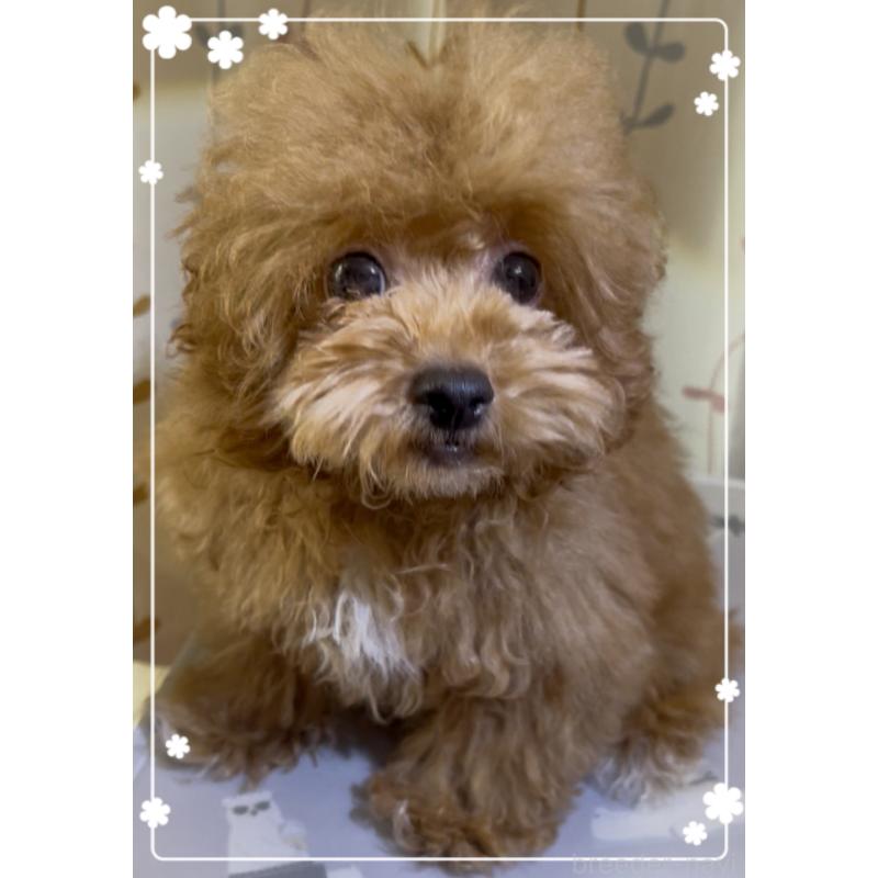 販売中の東京都のトイプードル-407023の9枚目