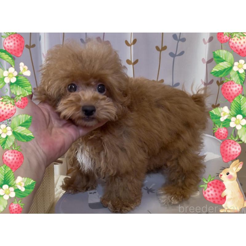 販売中の東京都のトイプードル-407023の8枚目