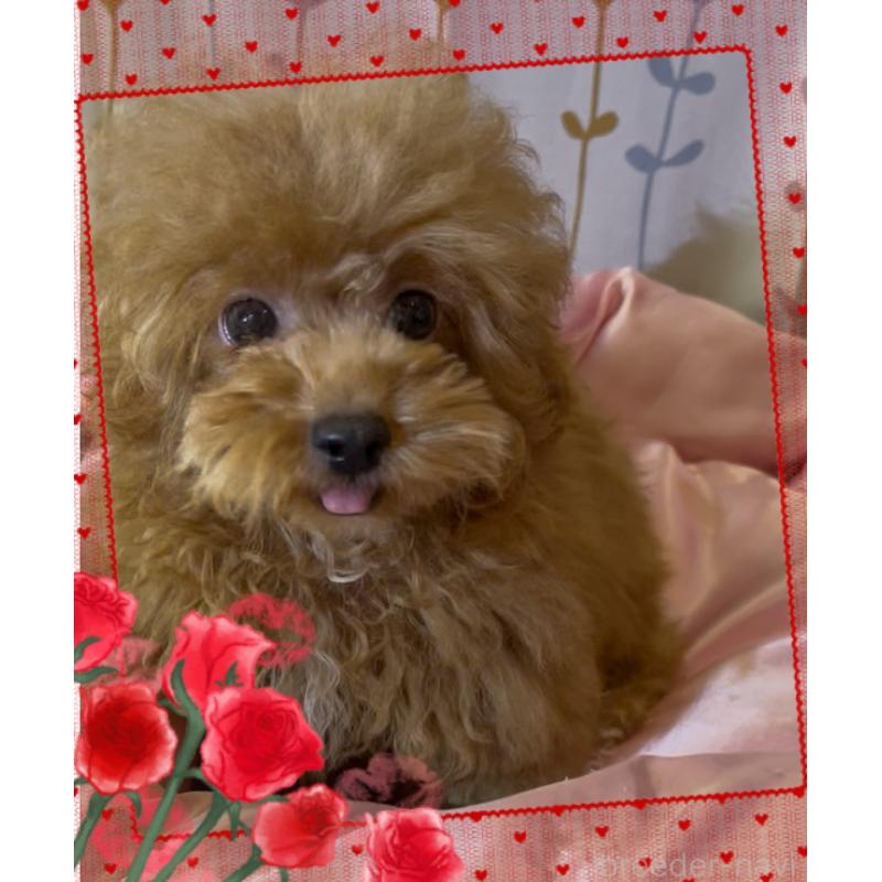 販売中の東京都のトイプードル-407023の7枚目