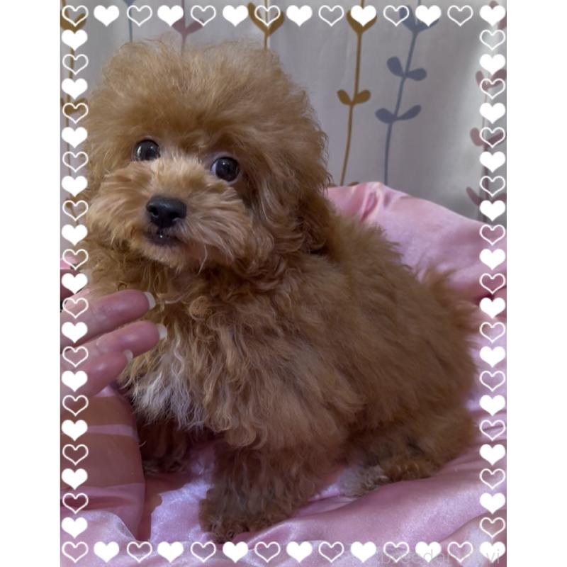 販売中の東京都のトイプードル-407023の6枚目