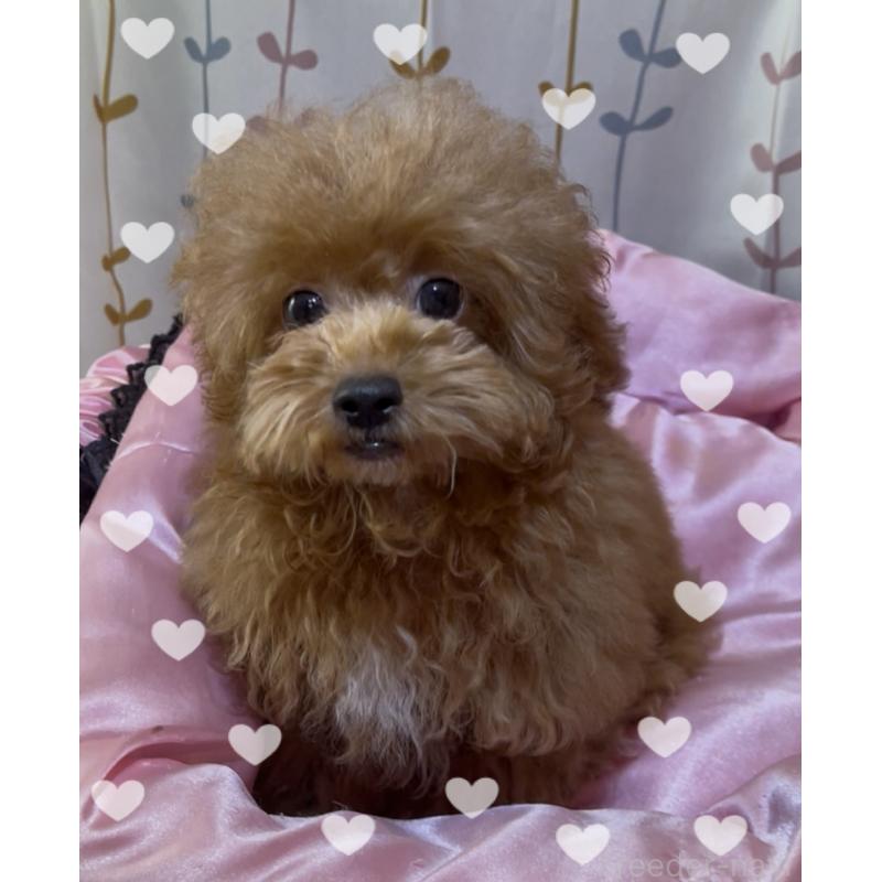 販売中の東京都のトイプードル-407023の5枚目