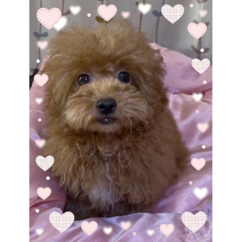 販売中の東京都のトイプードル-407023の1枚目