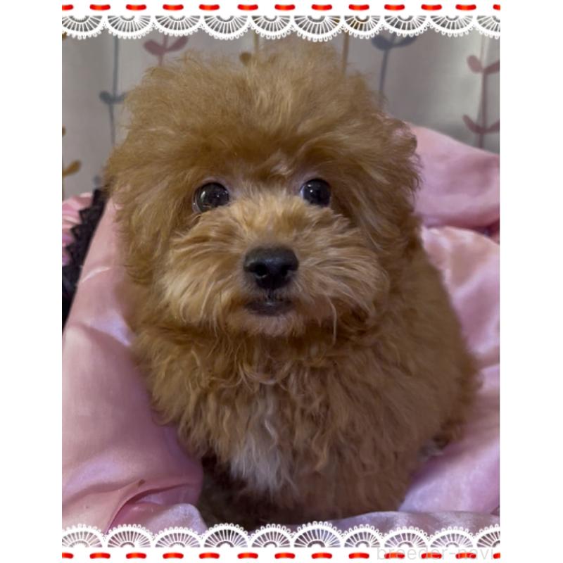 販売中の東京都のトイプードル-407023の4枚目