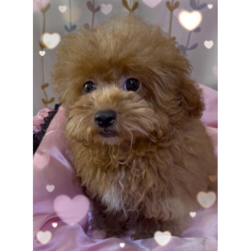 販売中の東京都のトイプードル-407023の3枚目