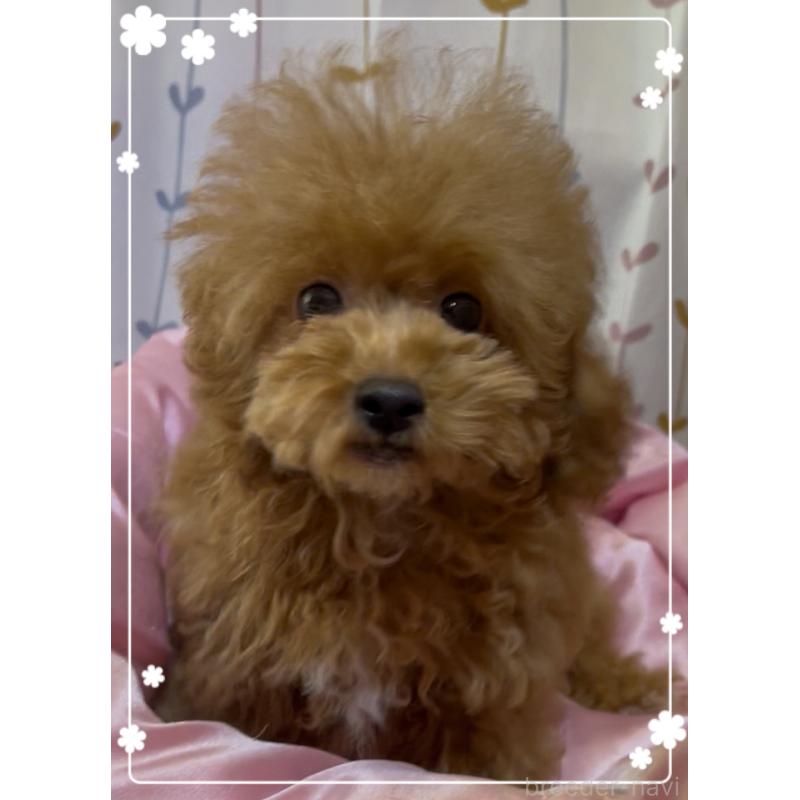 販売中の東京都のトイプードル-407023の2枚目