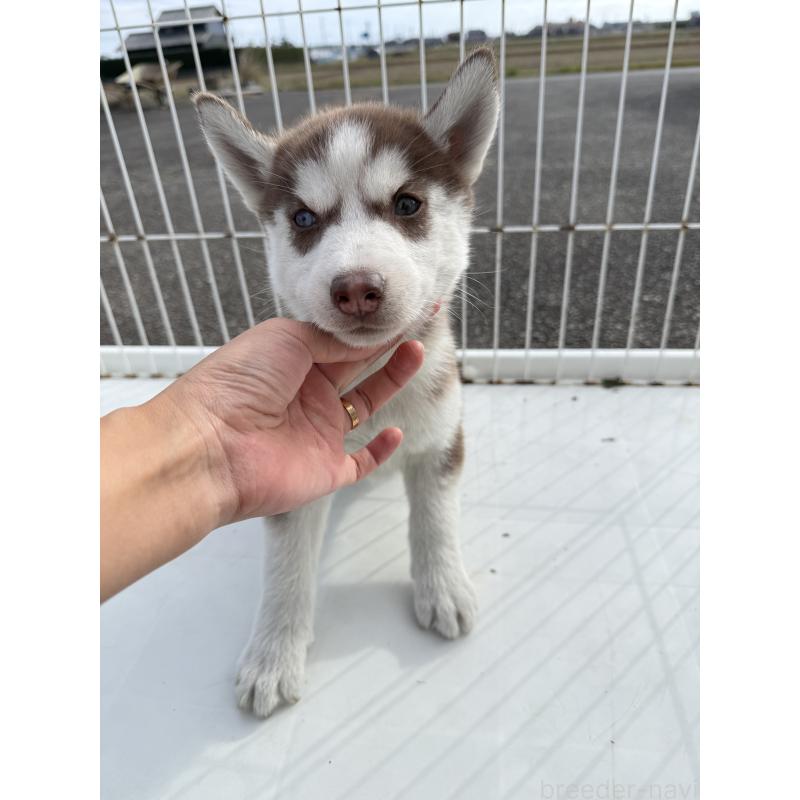 販売中の岐阜県のシベリアンハスキー-425582の3枚目