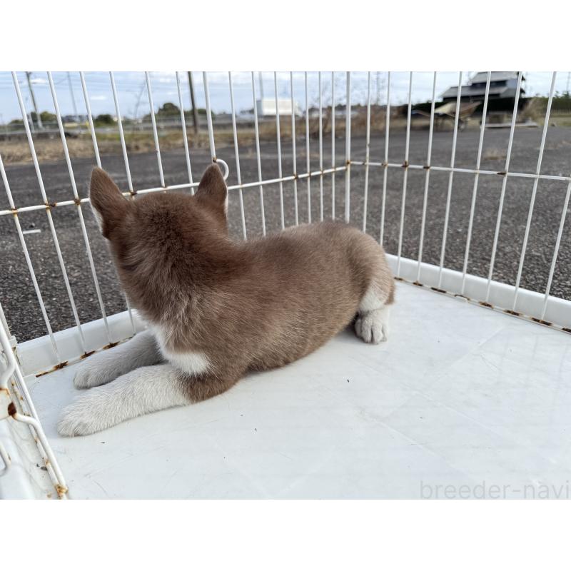 販売中の岐阜県のシベリアンハスキー-425582の2枚目