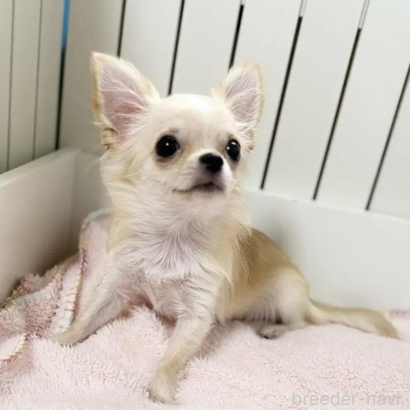 販売中の埼玉県のチワワ(ロングコート)-425583の8枚目