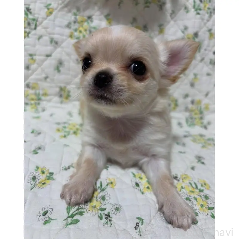 販売中の埼玉県のチワワ(ロングコート)-425583の7枚目