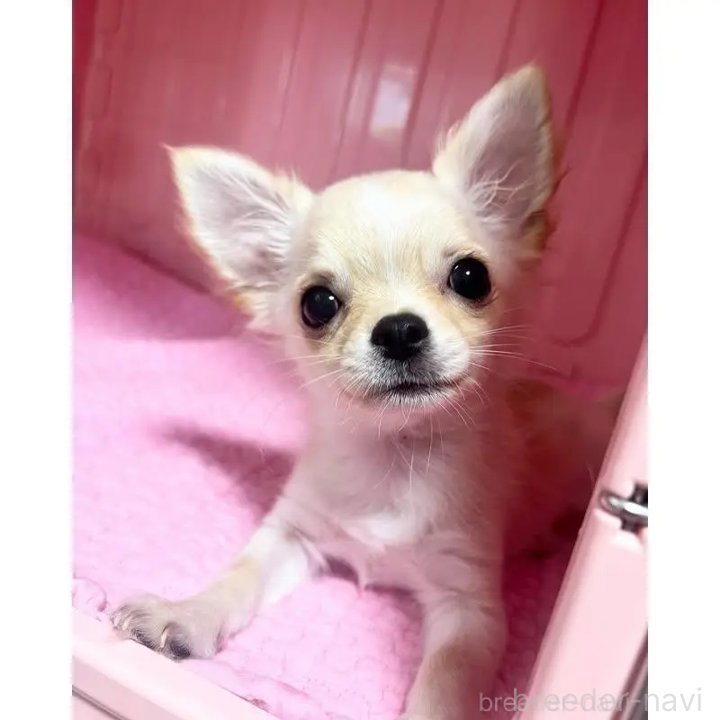 販売中の埼玉県のチワワ(ロングコート)-425583の6枚目